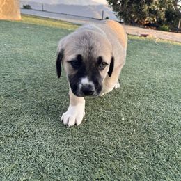 Anatolian Shepherd Dog Puppies from WanderDogs.Co