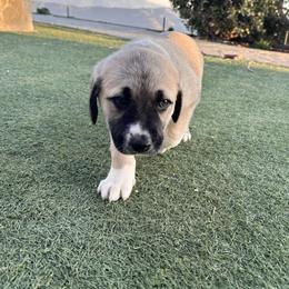 Anatolian Shepherd Dog Puppies from WanderDogs.Co