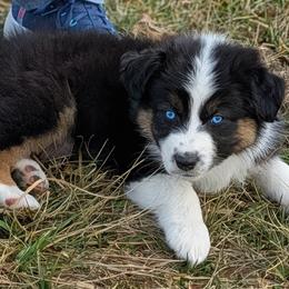 Wrangler - Black tri-color male Australian Shepherd puppy in Falcon, Missouri from Edge Farm LLC