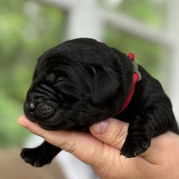 Boy 2 - Black male Labrador Retriever puppy in Davidsonville, Maryland from Krys Ruth