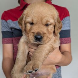 Pink - Golden female Golden Retriever puppy in Troy, Texas from R&R Goldens
