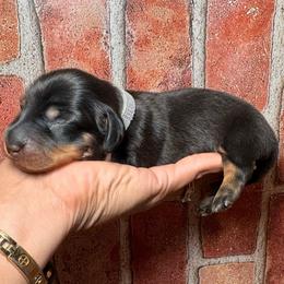Grey girl - Blue and tan female Dachshund puppy in North Auburn, California from Northern Doxie