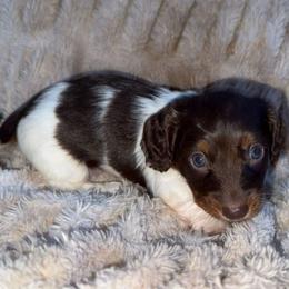 Tank - Piebald male Dachshund puppy in North Fort Myers, Florida from Trust Fund Devil Kennel