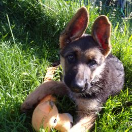 German Shepherd Puppies from Von Tief