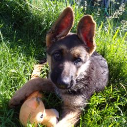 German Shepherd Puppies from Von Tief