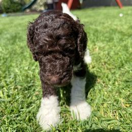 Parti brown - Parti female Labradoodle puppy in Chula Vista, California from Coastal Cocoa Labradoodle