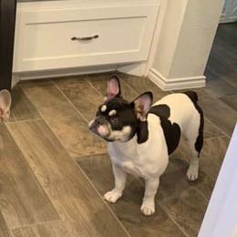 French Bulldogs from Firehouse Bulldogs
