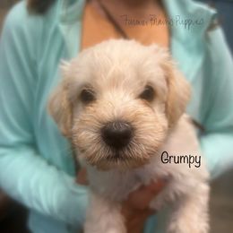 Grumpy - White male Schnoodle puppy in Sedalia, Missouri from Farmer Brown's Puppies