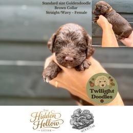 Wood Ear - Navy Collar - Chocolate female Goldendoodle puppy in Garland, Texas from Twilight Doodles