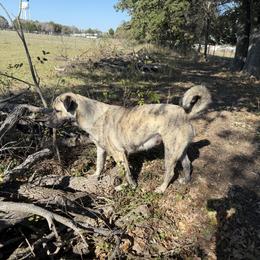 Dolly - Anatolian Shepherd Dog