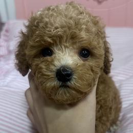 Miki - Poodle