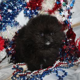 Toby - Black male Pomeranian puppy in Memphis, Michigan from Magix'z Pomeranians