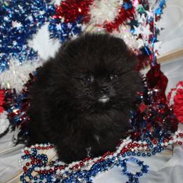 Toby - Black male Pomeranian puppy in Memphis, Michigan from Magix'z Pomeranians