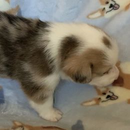 American Corgis and Pembroke Welsh Corgis from Classy Country Corgis