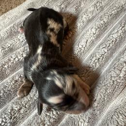 Margot - Dapple female Dachshund puppy in Troup, Texas from East Texas Dachshunds