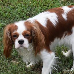 Cavalier King Charles Spaniels from I'm A Cavaholic!!!