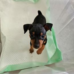 Baby girl - Black and tan female Miniature Pinscher puppy in Caldwell, Idaho from Haley Gross's 	Rhodesian Ridgebacks and Minature Pinchers
