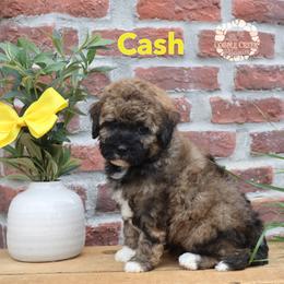 Cash - Sable male Bernedoodle puppy in Heyworth, Illinois from Cobble Creek Puppies