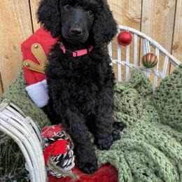 Poodle Puppies from Wilks Pups
