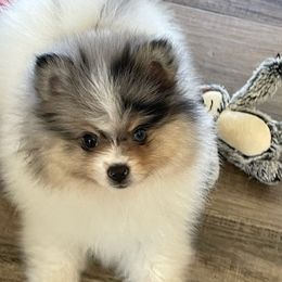 Pomeranian Puppies from Nikki’s lil Pomeranians