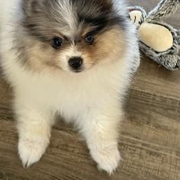 Pomeranian Puppies from Nikki’s lil Pomeranians