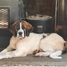 Elysium - Pyrenean Mastiff