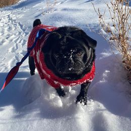 Pug Puppies from House of Briggs Pugs