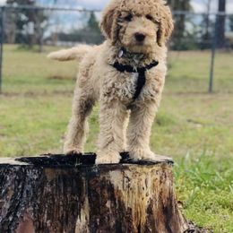 Bernedoodles, Goldendoodles, Poodles, and Sheepadoodles from Lindy’s Doodles
