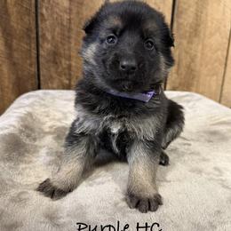 Purple HC - Black and silver female German Shepherd puppy in Terra Alta, West Virginia from Shepherd Country Farm and Kennels