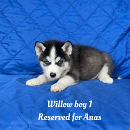 Willow boy 1 - Black and white male Siberian Husky puppy in Ocala, Florida from Florida Husky Puppies