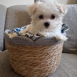 Sunshine - White female Maltese puppy in Dallas, Texas from Dallas Darling Maltese