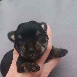 Todd (top) maxx (bottom) - Black and silver male Miniature Schnauzer puppy in Milton Freewater, Oregon from Rose Brook Family Farms