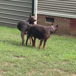 Doberman Pinscher puppies from Ivey League Doberman Kennels