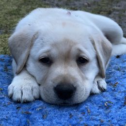 Labrador Retriever Puppies from Tobyan Labradors