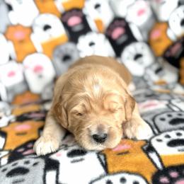 Purple Collar - Gold male Australian Labradoodle puppy in Fayette, Ohio from Patriots Poodles and Doodles