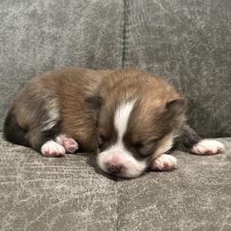 Toby - Orange sable male Pomeranian puppy in Wagner, South Dakota from Lisas Pomeranians