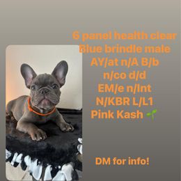 Orange collar - Brindle male French Bulldog puppy in Troup, Texas from Kim Ontiveros