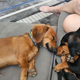 Dachshund puppies from Wigglebutts Miniature Dachshund Az