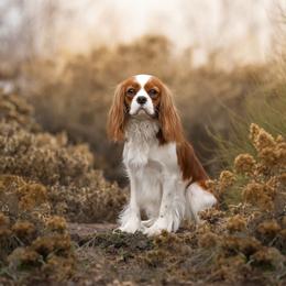 Angel - Cavalier King Charles Spaniel
