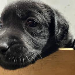 Girl 4 - Black female Labrador Retriever puppy in Arlington, Iowa from Uncle Bucks Labrador Retrievers
