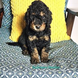 Dominic Toretto - Phantom male Goldendoodle puppy in Trinity, North Carolina from Gallimore Doodles