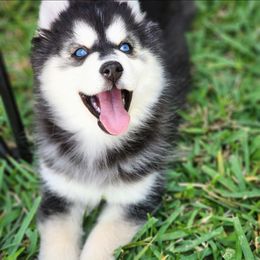 Pomsky Puppies from Way too cute Pomskies