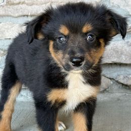 Lucy - Black tri female Miniature Australian Shepherd puppy in Cunningham, Tennessee from Copper Creek Aussies