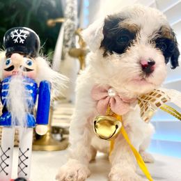 CINNAMON - Tri-color female Bernedoodle puppy in Houston, Texas from Pia’s Doodle Poodle Wag