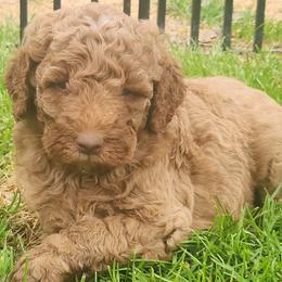 Lewis - Caramel male Labradoodle puppy in Fostoria, Michigan from North Country Kennel Club