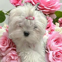 Korean Layla - White female Maltese puppy in Mooresville, North Carolina from Clearview Canines