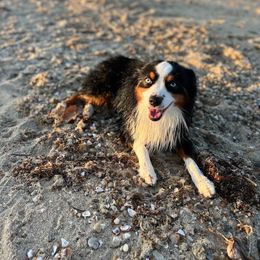 Gixxer - Miniature American Shepherd