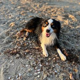 Gixxer - Miniature American Shepherd