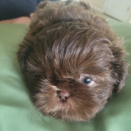 Boy 3 - Chocolate male Shih Tzu puppy in Hudson, Florida from My Boujee Shih Tzu Life