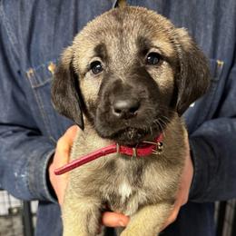 H.D Pink Girl - Fawn female Anatolian Shepherd Dog puppy in Frenchtown, Montana from Apex Anatolians